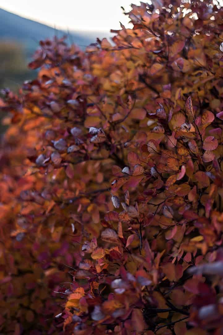 Colli euganei plant
